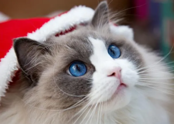 Introduction to common pet cat breeds, characteristics and prices, recommendations for purchasing pet cats