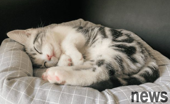 These 5 behaviors show that the cat really treats you as a parent