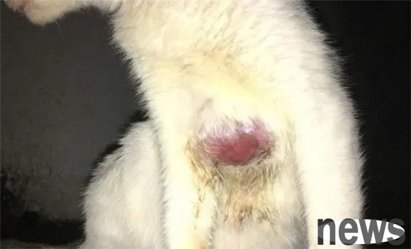 The shoveler must know! Revealing common pathogens of dog and cat skin