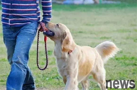 Dog Raising Guide