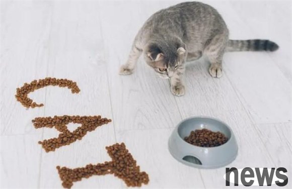 What are the dangers of putting cat food in a cat bowl for a long time?