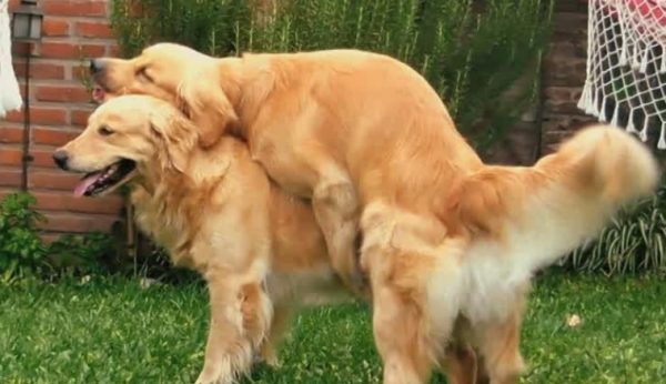 4 hidden dangers that lead to dog breeding failure