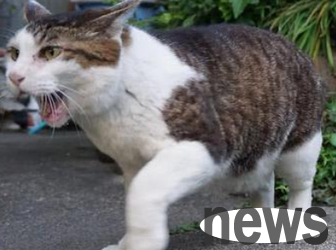 Can two cats get along well every day?