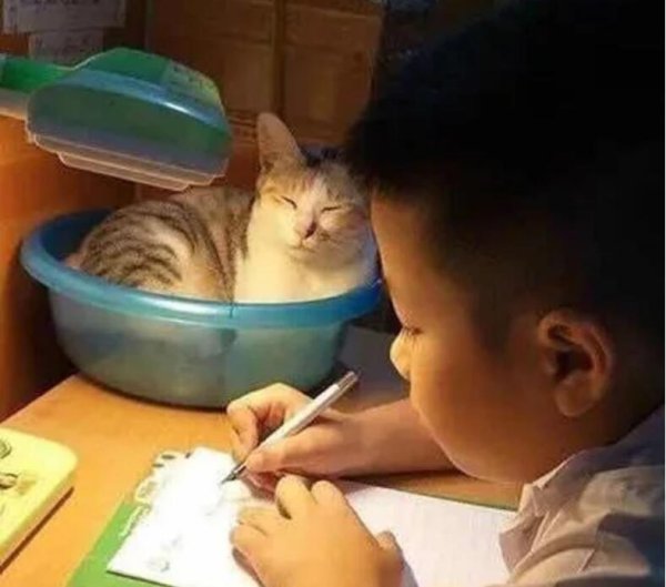 Cats always disturb children when they are doing homework. Even if your mother puts a basin on the table, it won’t cure you.